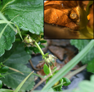 Cover photo for Seeking Volunteers to Track Strawberry Clipper Weevils!