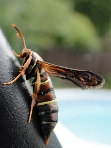 Cover photo for Do It Yourself - Grape Root Borer Monitoring