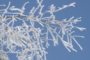 Ice on branches