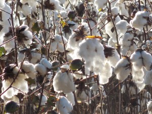 Cotton Field 2014