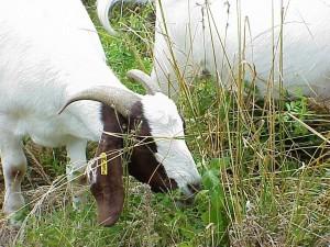 Cover photo for Is It Safe to Consume Milk From Goats Eating Poison Ivy?