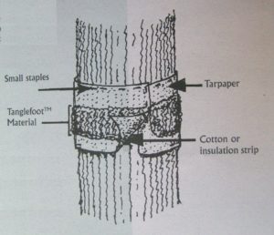 Diagram for Banding a Tree