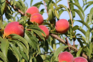 Cover photo for 2018 Good Agricultural Practices Certification Assistance Program