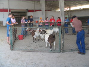 Cover photo for State 4-H Livestock Clinics