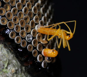 Wheel bug nymphs emerging.