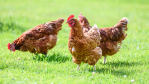 three brown chickens standing on grass