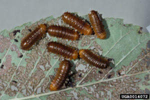 Larvae of the larger elm leaf beetle. Photo: Gerald J. Lenhard, Louiana State Univ, Bugwood.org