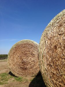 Cover photo for Get ready to enter the 2025 Southeastern Hay Contest