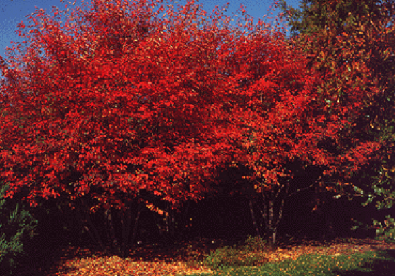 fall foliage