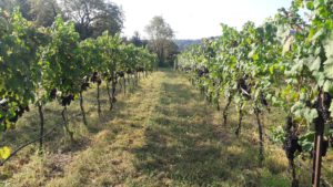 Vinifera grapes