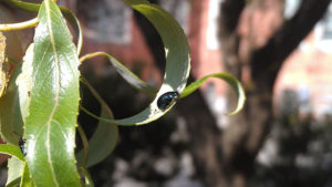 Imported will leaf beetle on willow. Photo: SD Frank