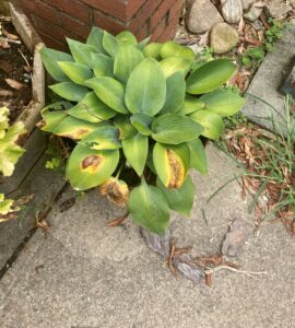 Plant with brown leaves