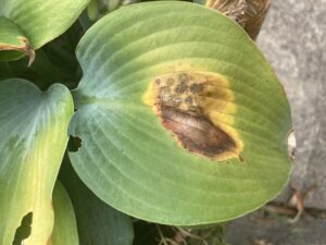 Leaf with brown spot