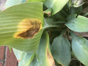 Underside of leaf with brown spot