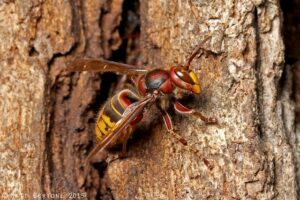 Cover photo for Wasp Queens Waking Up After Winter Slumber