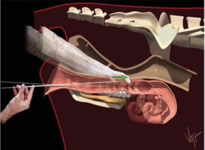 Cover photo for Cattle Artificial Insemination Workshops