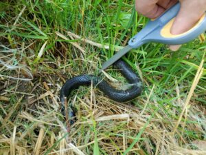 Cover photo for The Dangers of Plastic Netting
