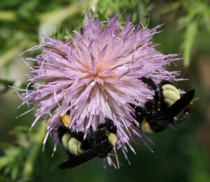 Cover photo for Register Now for a Summer Tour of the Pollinator Paradise Garden!