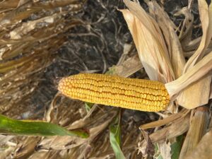 Cover photo for 2022 NC OVT Corn (Grain) Data - Now Available