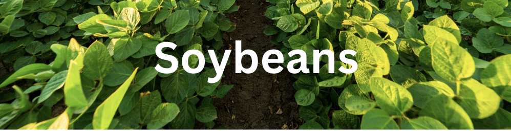 Soybeans banner