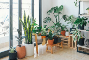 A room filled with various tropical plants in containers near a large bright window. Some are on wooden furniture.
