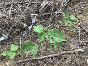 Cover photo for Pest Alert- Scout for Foliage Feeding From Asiatic Garden Beetle