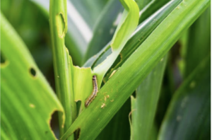 Cover photo for Fall Armyworms in Lawns and Pastures