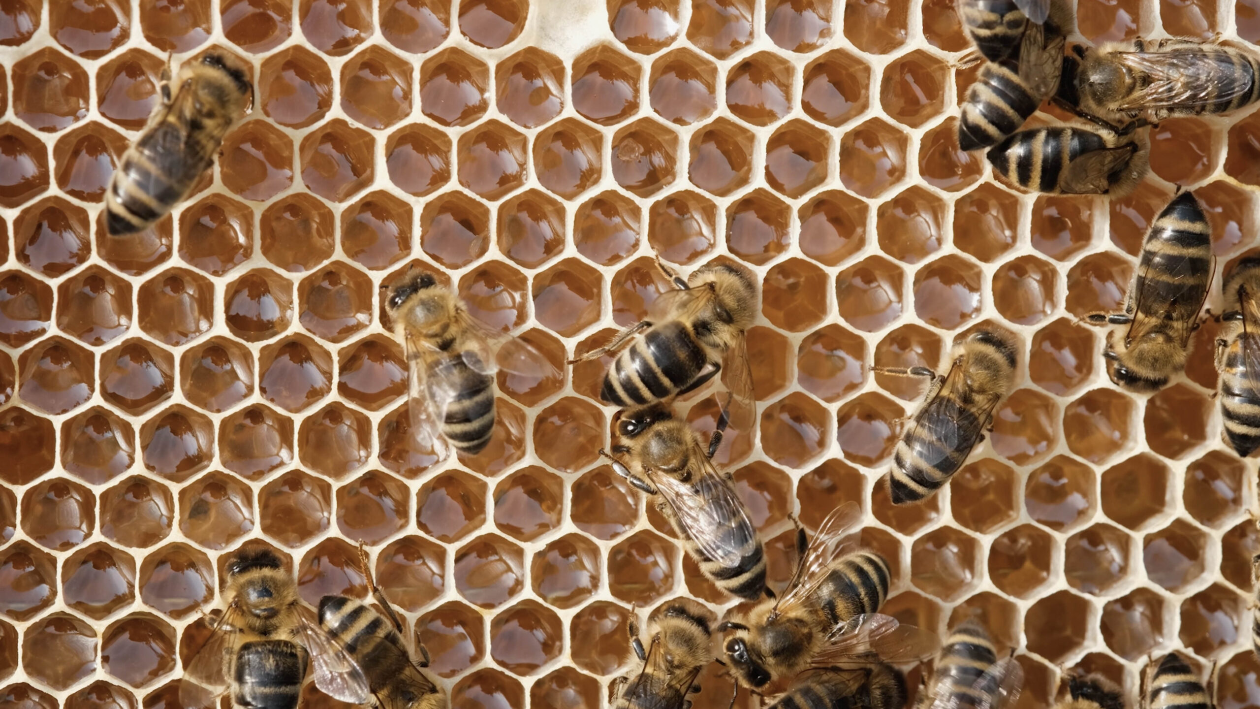 Honeybees on a honeycomb