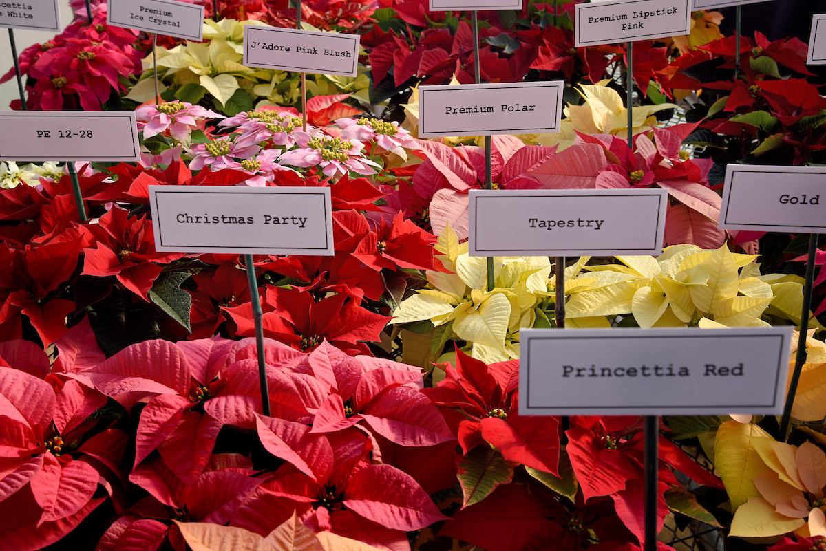 Poinsettias in different colors, such as red, pink, and cream, varieties include Princettia Red, Tapestry, and Christmas Party