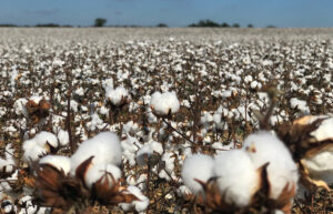 Cotton Field