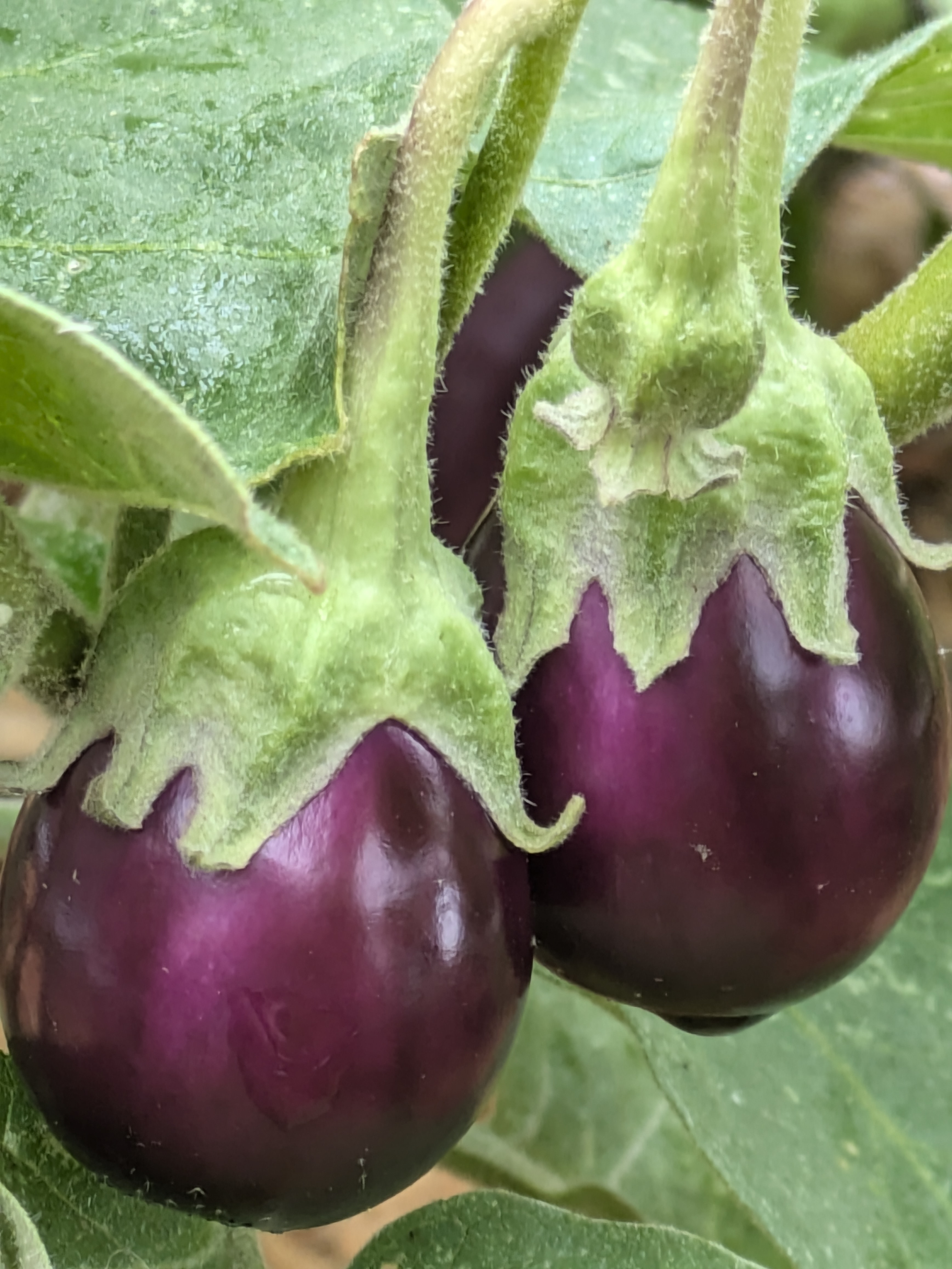 A pair of purple eggplants on the plant, the one on the left sits slightly lower.