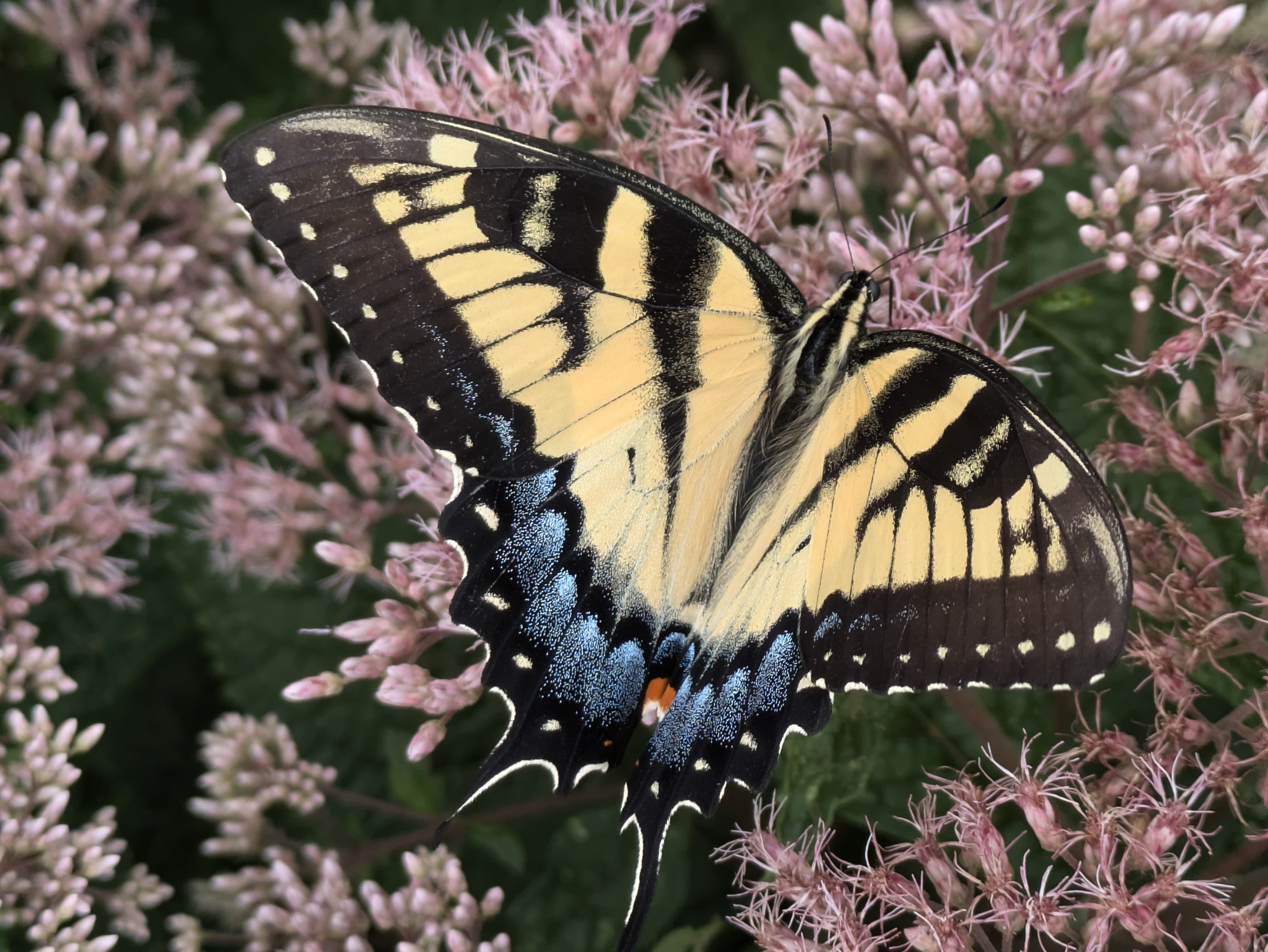 A yellow and black butterfly visiting a patch of pink flowers