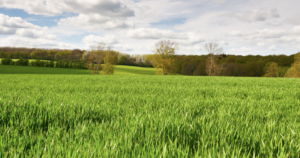 Cover photo for Spring Pasture Walk