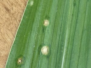 Picture of corn leaf with holcus spot lesions showing tan spot with yellow halo and dark green water soaked margins