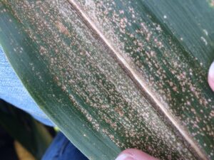 Corn leaf with eyespot symptoms showing small, clustered, tan spots
